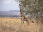 Tanzania