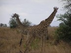 Tanzania