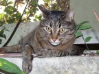 micio