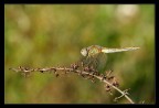 Libellula su ramoscello