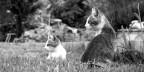 Gatti