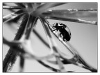 ::: MINI-COCCINELLA :::