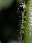 L'anima macro di una compattona