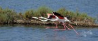 Fenicotteri rosa, fenicotteri di pesco