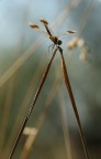 Acrobata