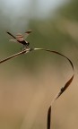 Spirale discendente