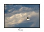 I vostri preziosi ed utili commenti sono sempre graditi
1/180 sec  f 13 iso 100 lente 70_200 L usm f4