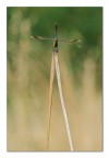 Porcellula