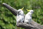 Cacatua dal ciuffo giallo