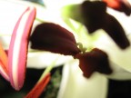 Macro Fiore