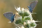 Un Fiore per Due