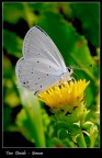 ......farfa 7 .........
