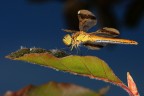Libellula
