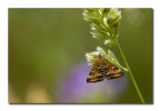 Pyrausta despicata