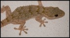 Natura 8