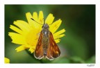 Oclodhes Venatus