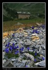 Paesaggio alpino