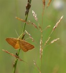 farfallina farfallina