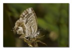 Cacyreus marshalli