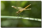 L'equilibrista