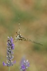 La Farfalla e il Fiore