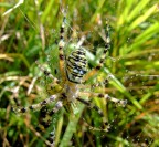 mattina bagnata