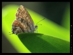 Farfallina