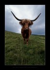 Cow Pride