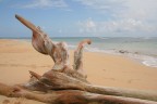 Dead wood