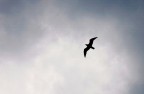Jonathan Livingston