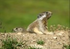 Marmotte