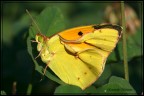 Farfalle