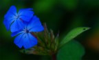 Blu..