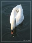 Cigno