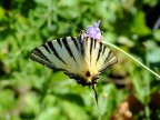 farfalla