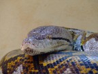 Serpente