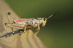 Romalea guttata