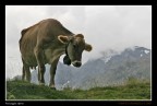 Paesaggio alpino