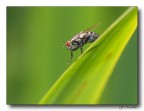 Mosca