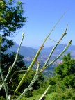 stecco