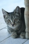 micia..