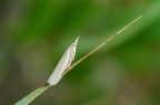 Impalpabile