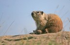 Marmottona appena svegliata si appresta a toilettarsi. Alberta, Canada