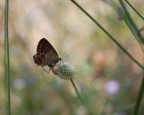 farfalla