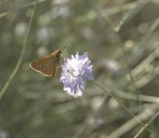 farfallina3