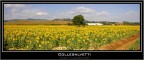 Campo di girasoli situato nel comune in cui vivo.
Commenti e sopratutto critiche sono gradite.
