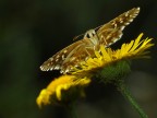 Farfalla