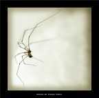 l'aracnide
