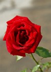 rosa2
