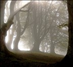 Nebbia